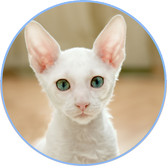 White Cat - Online Pharmacy