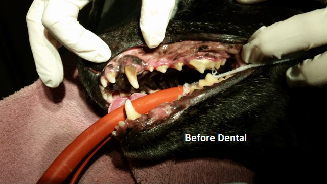 before dental