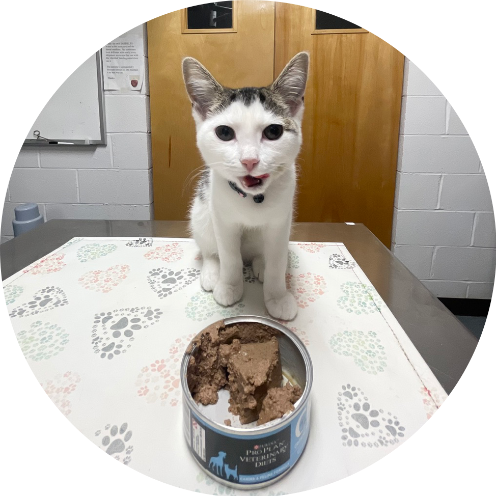 cat with food